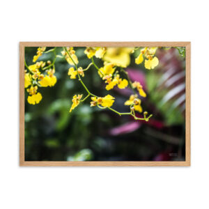 Pôster de papel fosco com moldura - A bela orquídea Chuva-de-ouro em uma tranquila tarde no jardim
