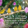 Capa do álbum musical "O vento suave e refrescante Balançando as folhas nas copa das arvores", composta ao piano por José Augusto Novas e produzida por Júlio César Mota Petrucci. A imagem mostra um grupo de canários amarelos empoleirados em um galho, cercados por uma vegetação vibrante, evocando a leveza e a harmonia da natureza. - UPC: 725336367718