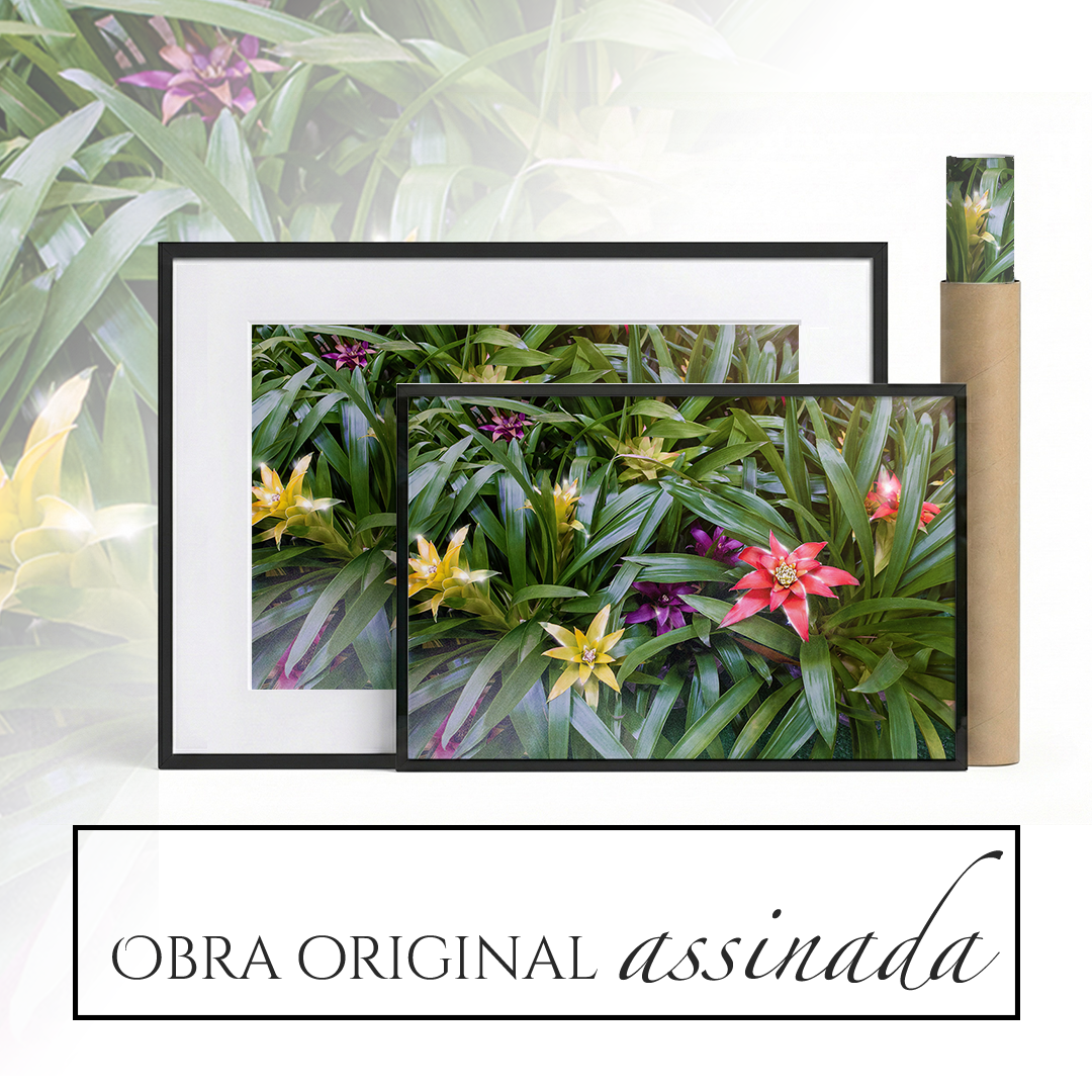 Quadro Plantas e flores
