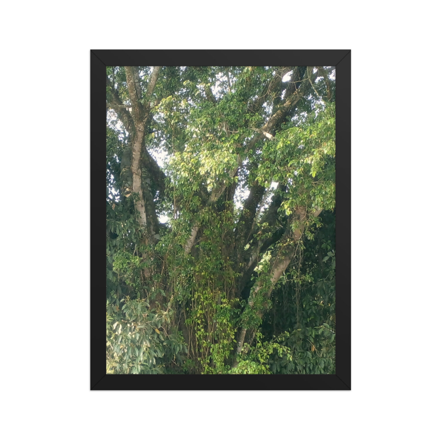 Pôster de papel fosco com moldura