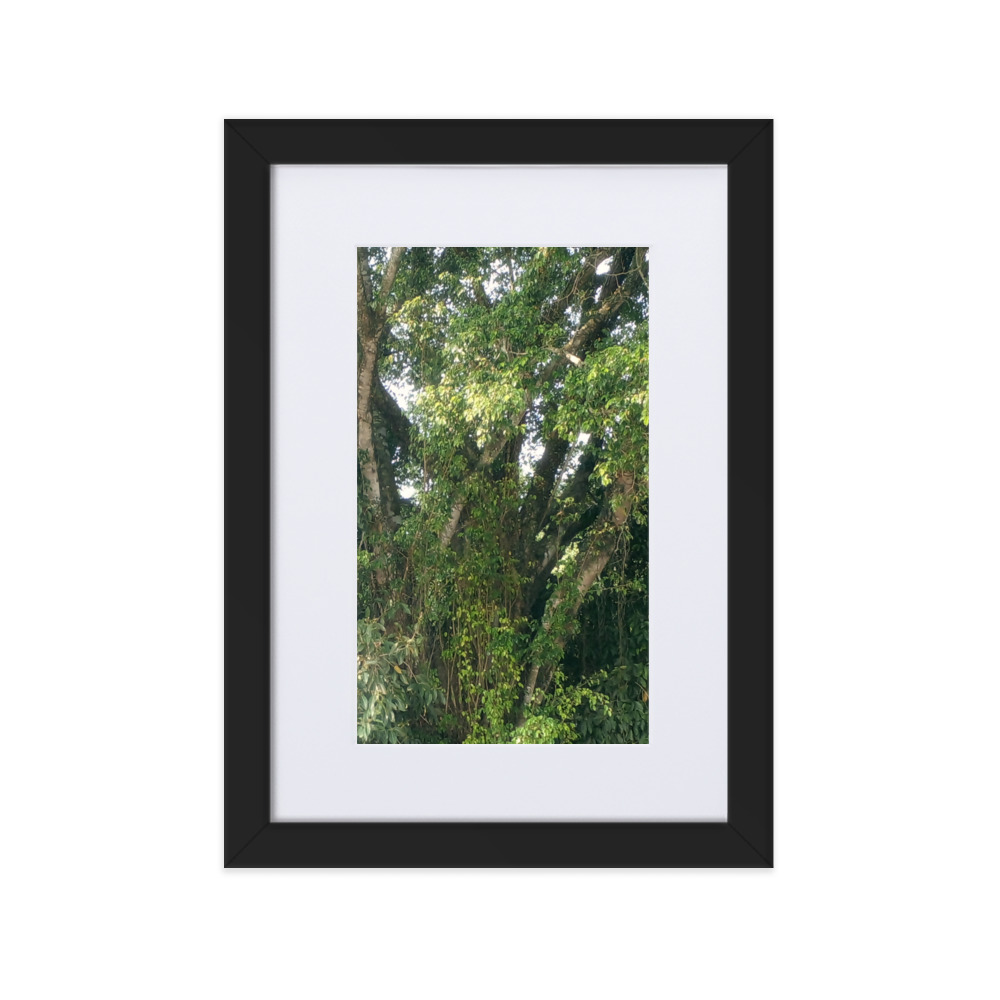 Pôster em papel fosco com moldura e paspatur